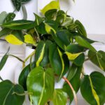 Philodendron