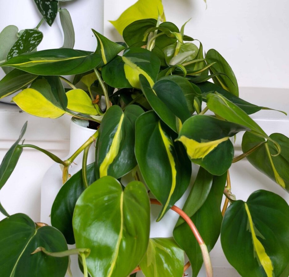 Philodendron