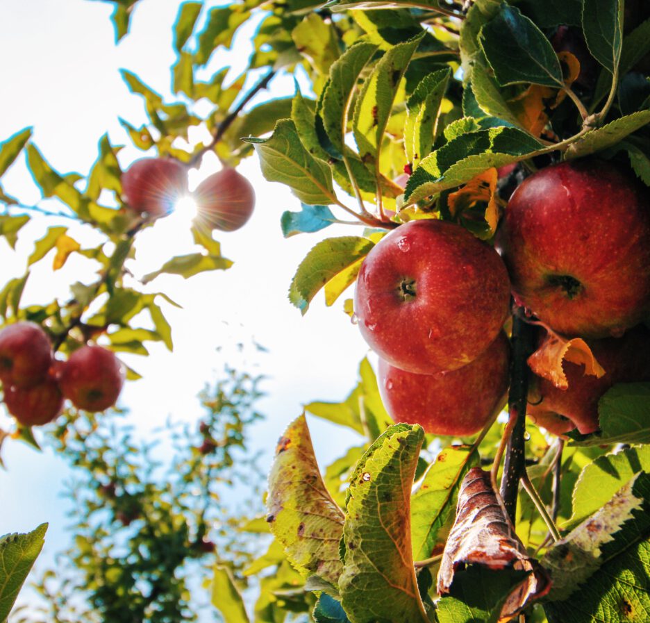 appelboom